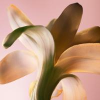 Paco Rabanne Fame Intense EDP Perfume Feminino Refil 200ml - 7