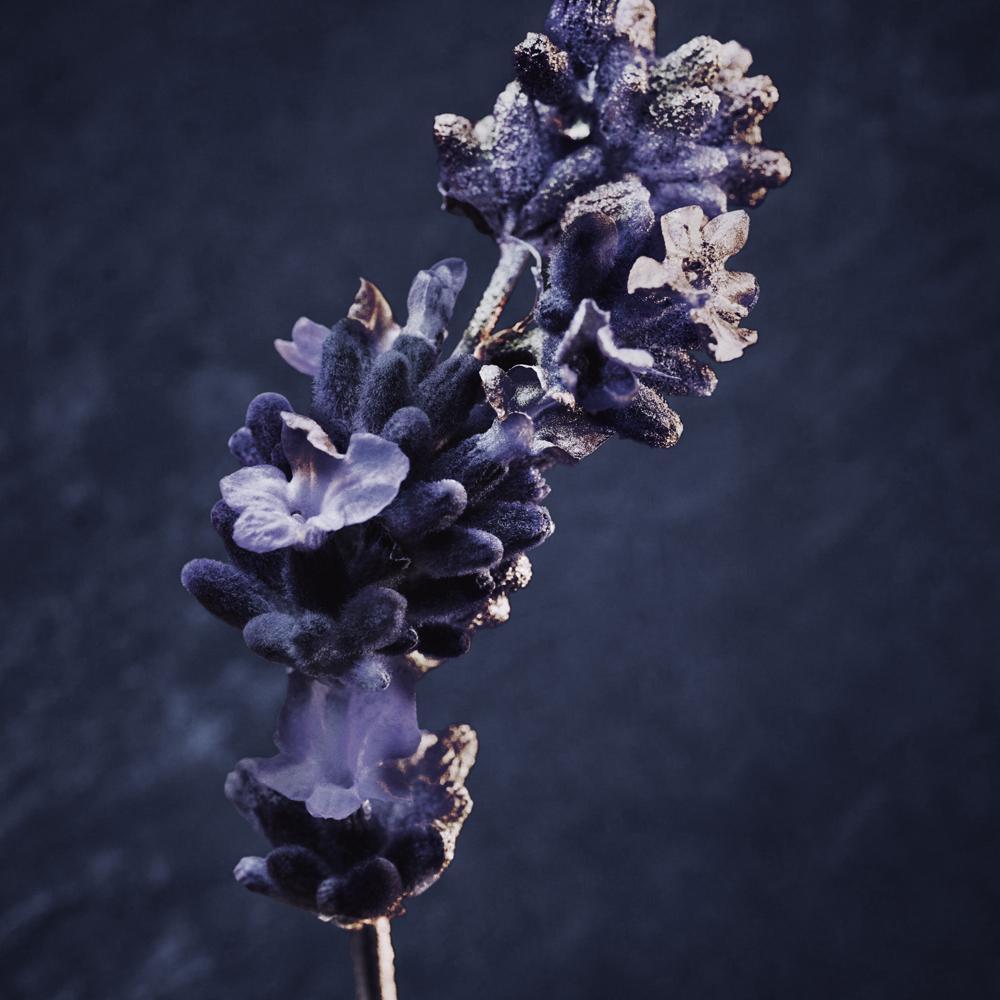 Paco Rabanne Invictus Parfum Perfume Masculino 50ml - 5