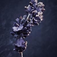 Paco Rabanne Invictus Parfum Perfume Masculino 50ml - 5