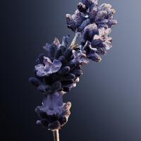 Paco Rabanne Phantom Intense EDP Perfume Masculino 150ml - 7