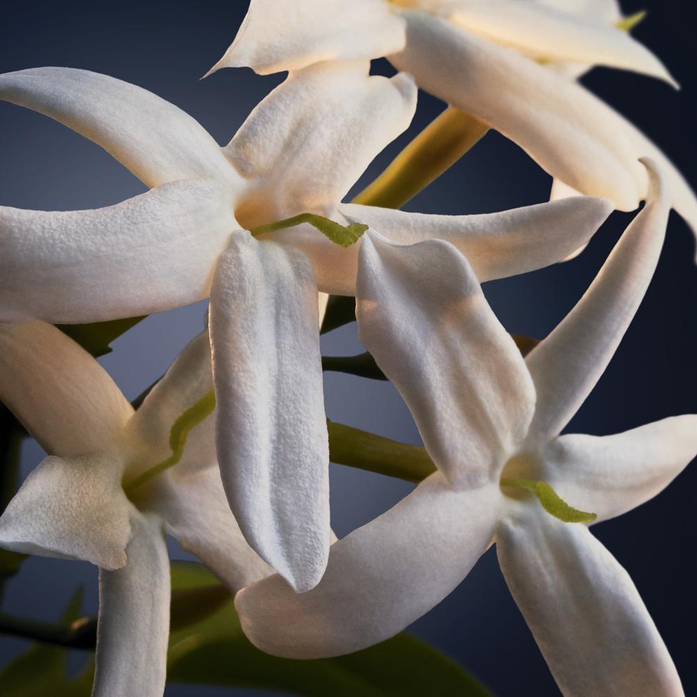 Paco Rabanne Phantom Intense EDP Perfume Masculino 50ml - 6