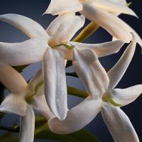 Paco Rabanne Phantom Intense EDP Perfume Masculino 50ml - 6