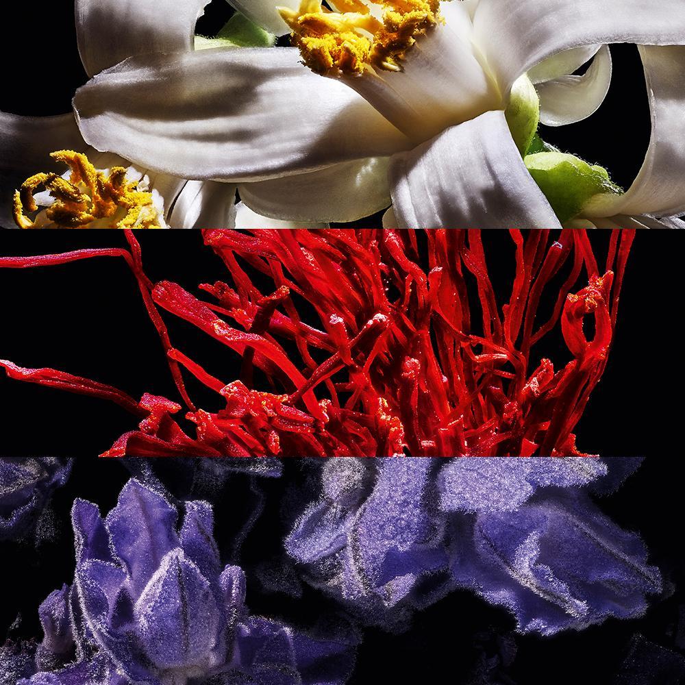 Yves Saint Lauren Libre Le Parfum EDP Perfume Feminino 30ml - 3