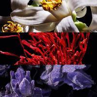 Yves Saint Lauren Libre Le Parfum EDP Perfume Feminino 30ml - 3