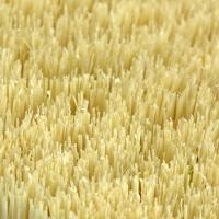 Cardoa Madeira Pelo Curto Equitação Sentier Fouganza - 6