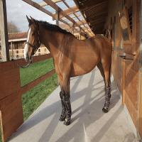 Protetor de viagem para Cavalo Hipismo 500 Fouganza - 5