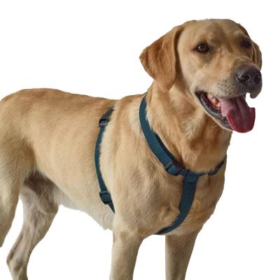 Peitoral de Cão 100