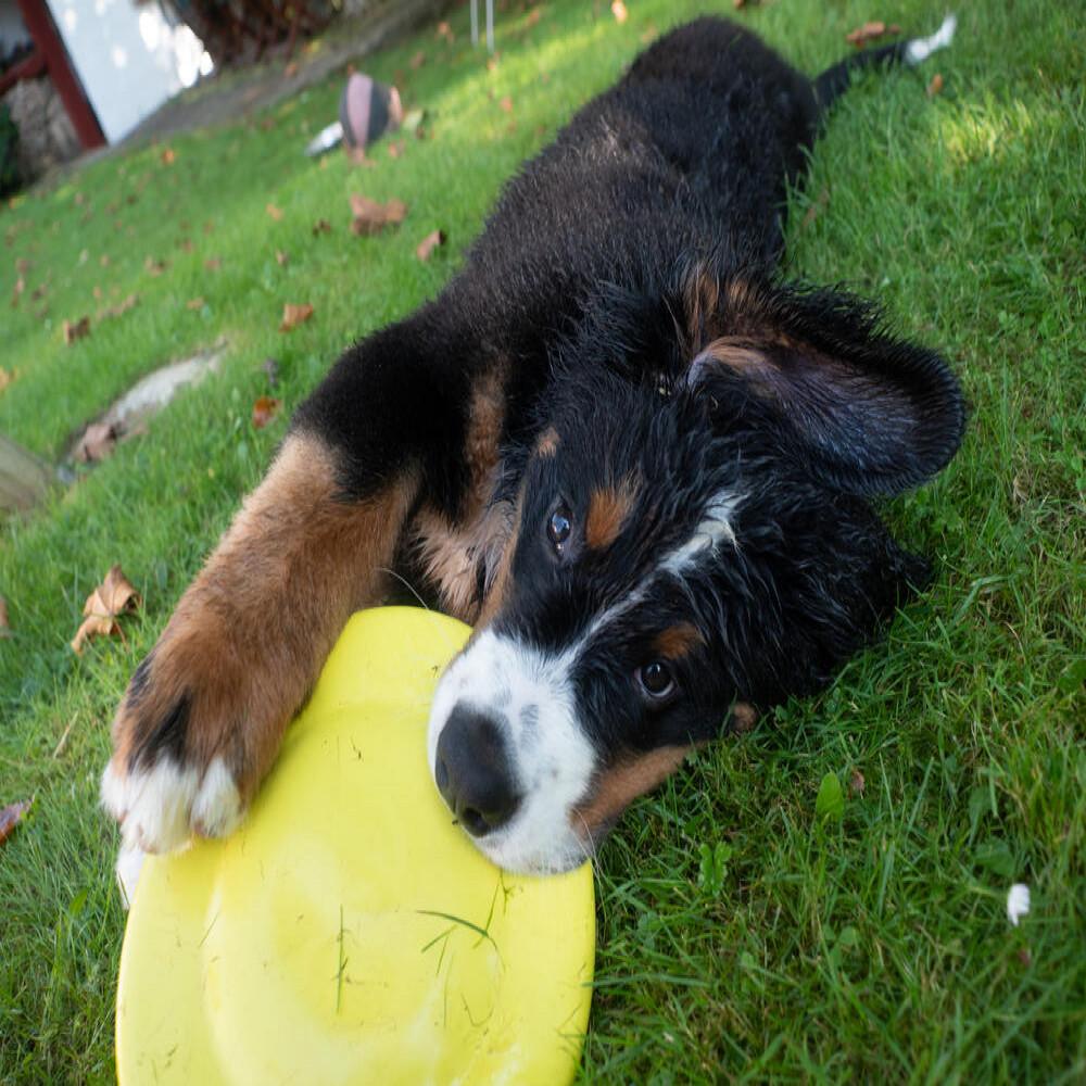 Disco para Cachorro DG Olaian - 6