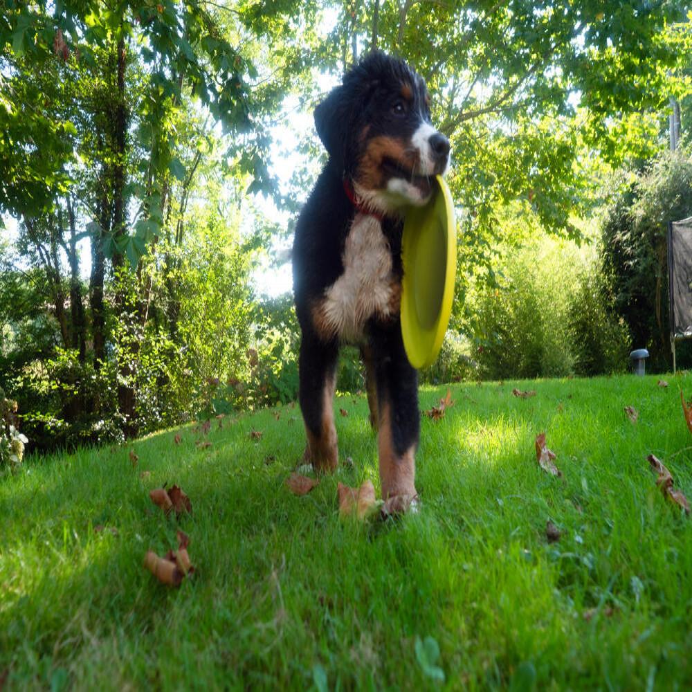 Disco para Cachorro DG Olaian - 8