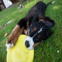 Disco para Cachorro DG Olaian - 6