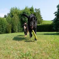 Disco para Cachorro DG Olaian - 9