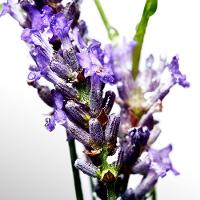 Cool Water Davidoff - Perfume Masculino - Eau De Toilette - 3