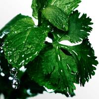 Cool Water Davidoff - Perfume Masculino - Eau De Toilette