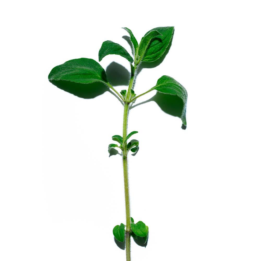 Óleo Corporal Energizante Clarins Contour Body Oil - 4