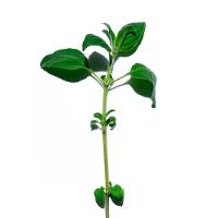 Óleo Corporal Energizante Clarins Contour Body Oil - 4