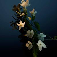 Fame Rabanne Hair Mist - Perfume para Cabelos