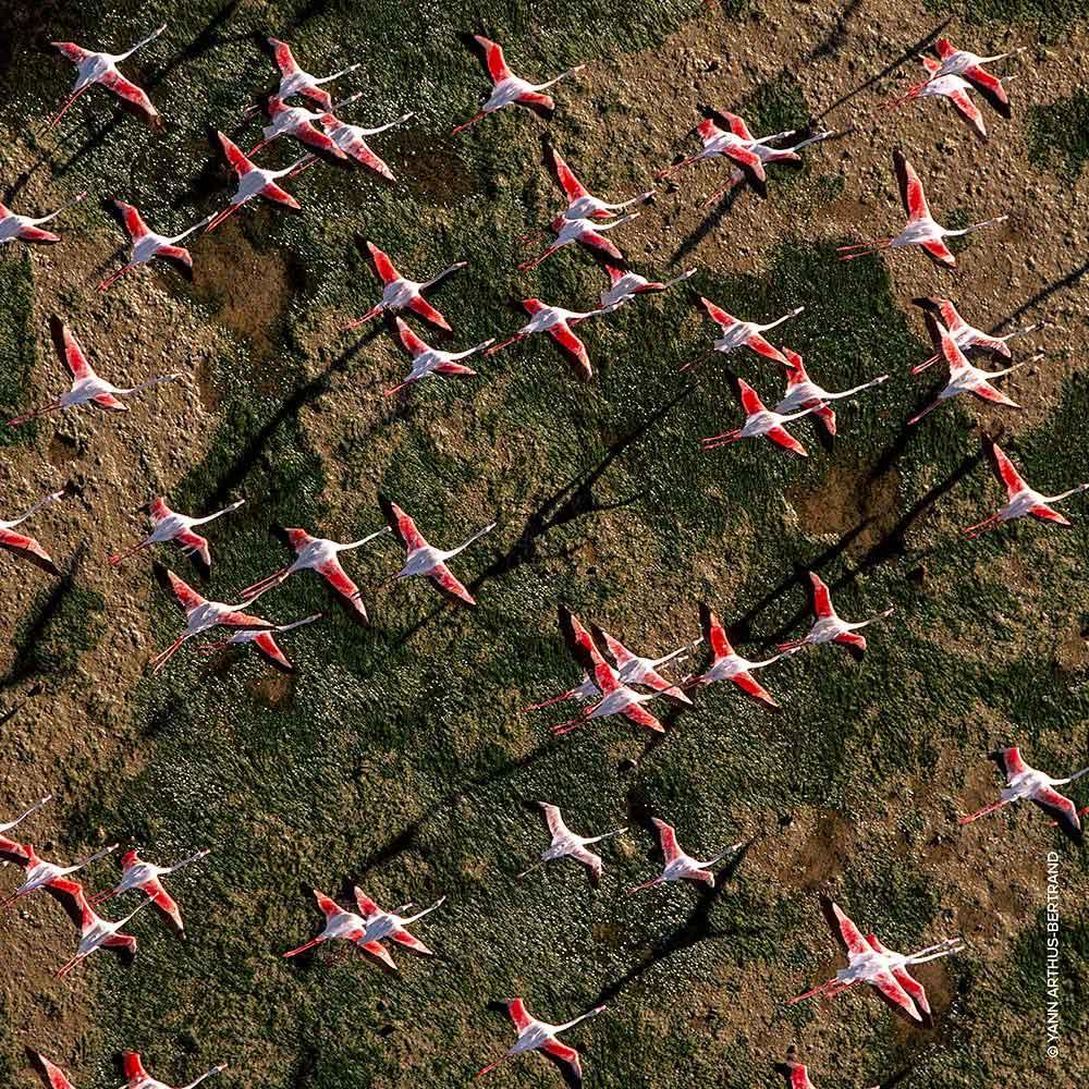 Aqua Allegoria Rosa Rossa Guerlain – Perfume Feminino – Eau de Toilette - 5