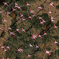 Aqua Allegoria Rosa Rossa Guerlain – Perfume Feminino – Eau de Toilette - 5