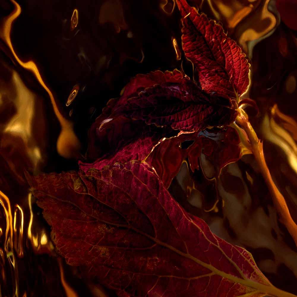 Aqua Allegoria Patchouli Ardent Guerlain Perfume Unissex Eau de Parfum - 3