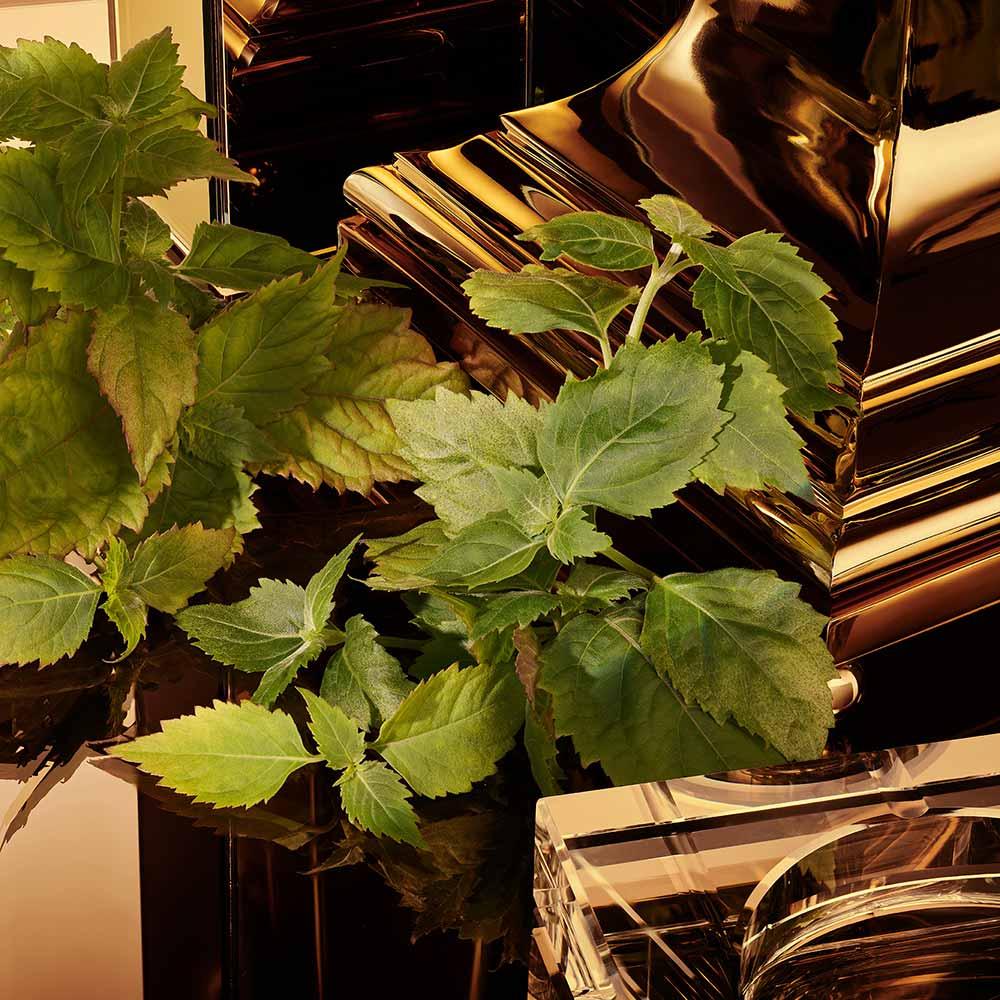 Perfume The One For Men Gold Dolce&Gabbana Masculino Eau de Parfum Intense - 5