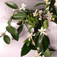 Perfume Devotion Dolce&Gabbana Intense Eau de Parfum Feminino - 8