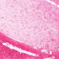 Brilho Labial Too Faced Kissing Jelly Gloss 4,5ml - 2