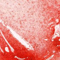 Brilho Labial Too Faced Kissing Jelly Gloss 4,5ml - 2