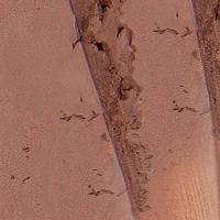 Protetor Solar Facial em Bastão Com Cor Ollie FPS 95 - 2