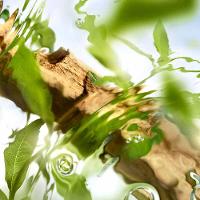 Perfume Ôff Now Lancôme Feminino Eau de Toilette