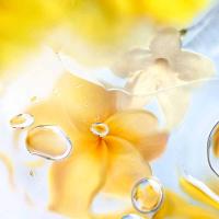 Perfume Ô Zenith Lancôme Feminino Eau de Toilette