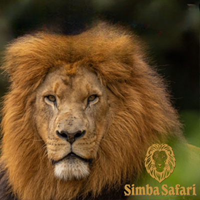 Reserva Parques | Simba Safári SP  