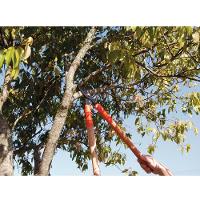 Tesourão de Poda Tramontina 78360505 com Cabo de Madeira - 43cm - 2