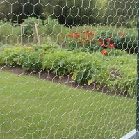 Tela Galinheiro Hexagonal 1,5 x 50M BWG23 Tradestar - 6