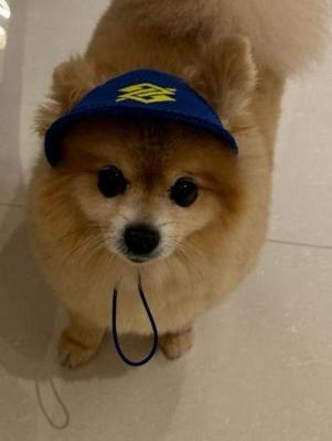 Chapéu Pet - Coleção Loja BB