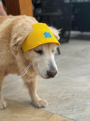 Chapéu Pet - Coleção Loja BB