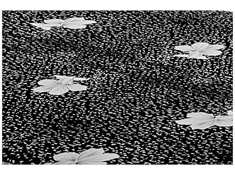 Cama Box Solteiro SMP Conjugada 46cm 88x188cm - 3