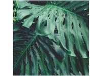 Placa Decorativa MDF Folhagens Costela Adão   - 1