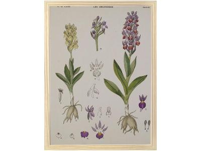 Quadro Decorativo Inspiração Botânica Orquídeas