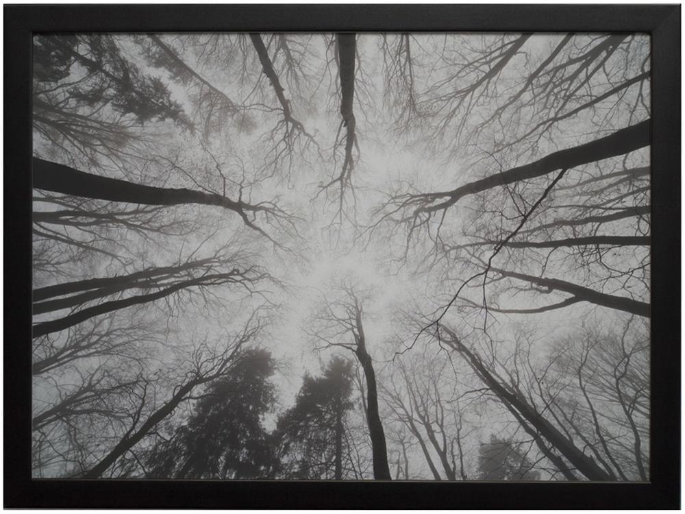 Quadro Decorativo Folhagens Floresta 35x47cm - 1