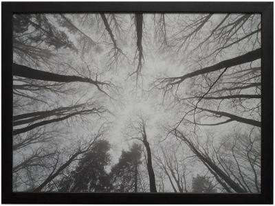 Quadro Decorativo Folhagens Floresta 35x47cm