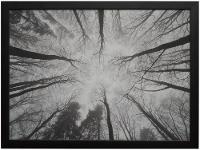 Quadro Decorativo Folhagens Floresta 35x47cm - 1