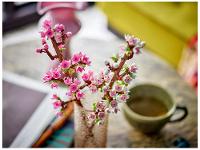 LEGO Iconic Flores de Cerejeira 40725 - 5