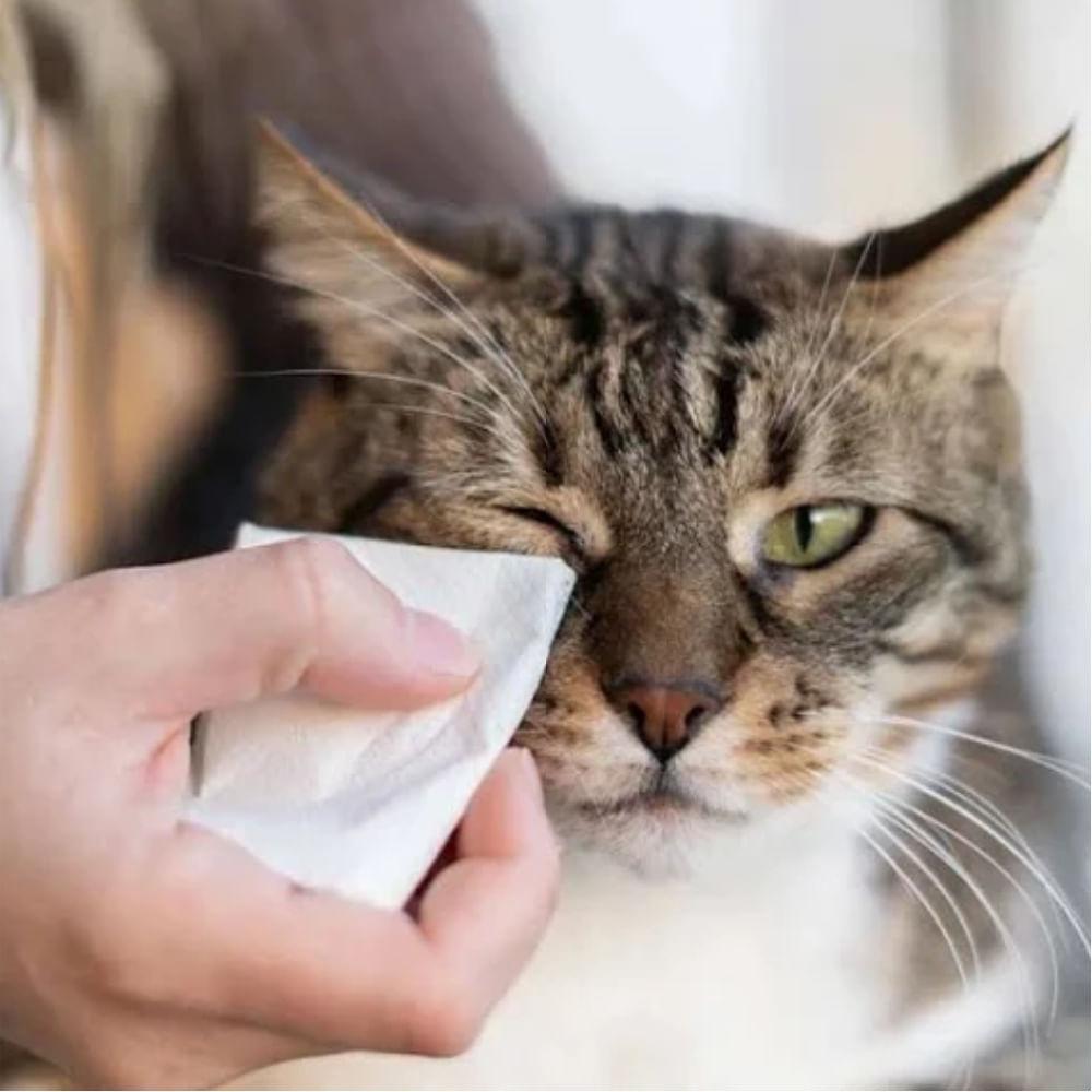 Lenços Umedecidos para Gatos Animalíssimo - 2