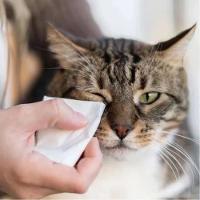 Lenços Umedecidos para Gatos Animalíssimo - 2