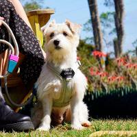 Peitoral para Cães Ozy.Vest Zaylo Cinza - 6