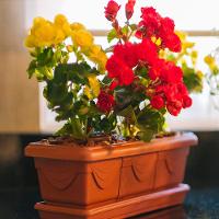 Jardineira Plástica Romano Cerâmica Nutriplan