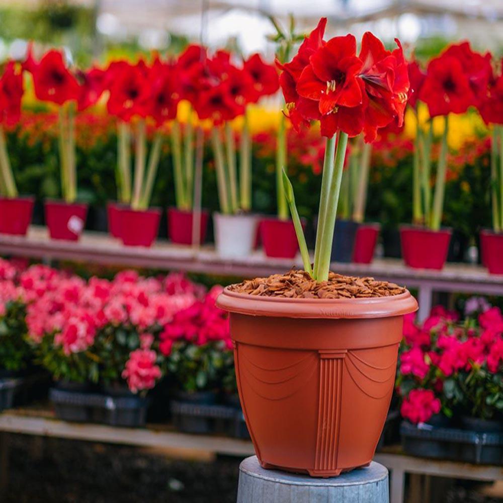 Vaso Plástico Romano Cerâmica Nutriplan - 3