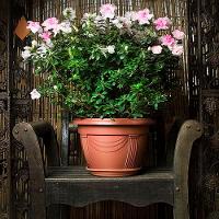 Vaso Plástico Romano Cerâmica Nutriplan - 2