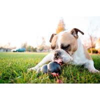 Brinquedo Mordedor com Dispenser para Petisco Preto Kong Extreme - 5