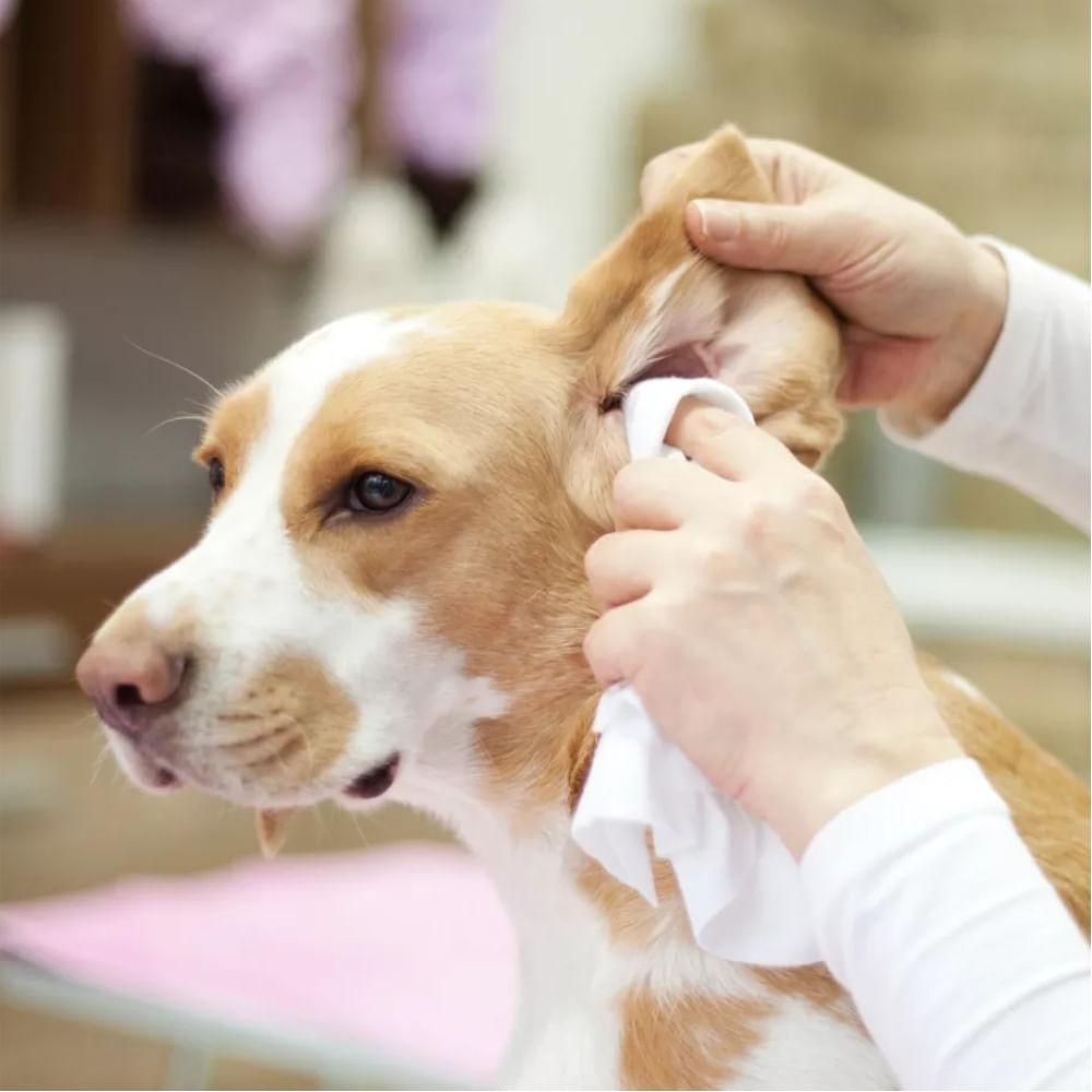 Lenços Umedecidos para Machos Animalíssimo - 2